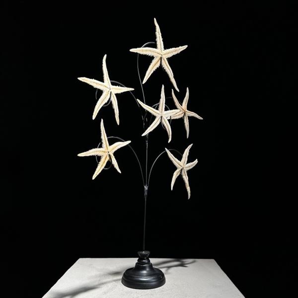 Grote foto geen reserveprijs prachtige starfish family op standaard zeeschelp asteroidea zonder minimum antiek en kunst curiosa en brocante