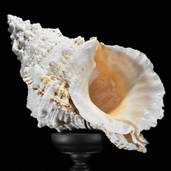 Grote foto geen reserveprijs conch shell op een aangepaste standaard zeeschelp triplofusus giganteus zo antiek en kunst curiosa en brocante
