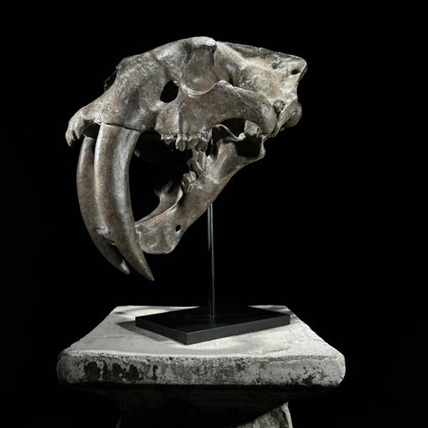 Grote foto geen reserveprijs een replica van een sabeltandschedel op een aangepaste standaard taxidermie re antiek en kunst curiosa en brocante