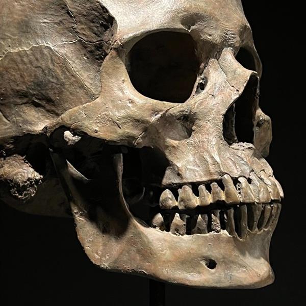 Grote foto beeld replica human skull on a custom stand museum quality brown colour resin 26 cm hars antiek en kunst curiosa en brocante