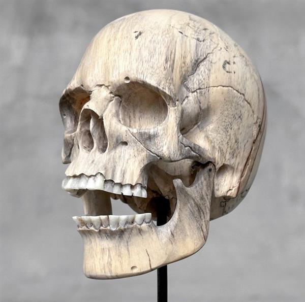 Grote foto snijwerk no reserve price stunning wooden human skull with a beautiful grain 15 cm tamarindu antiek en kunst curiosa en brocante