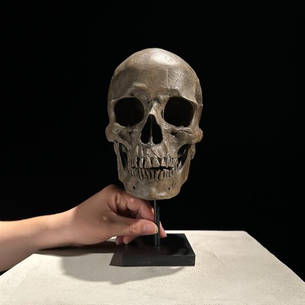 Grote foto beeld replica human skull on a custom stand museum quality brown colour resin 26 cm hars antiek en kunst curiosa en brocante