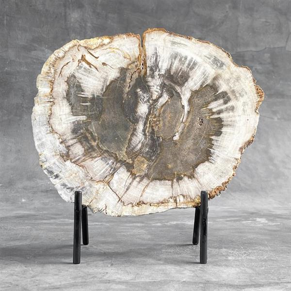 Grote foto geen resereprijs prachtig stuk versteend hout met standaard gefossiliseerd hout petrified wood antiek en kunst curiosa en brocante