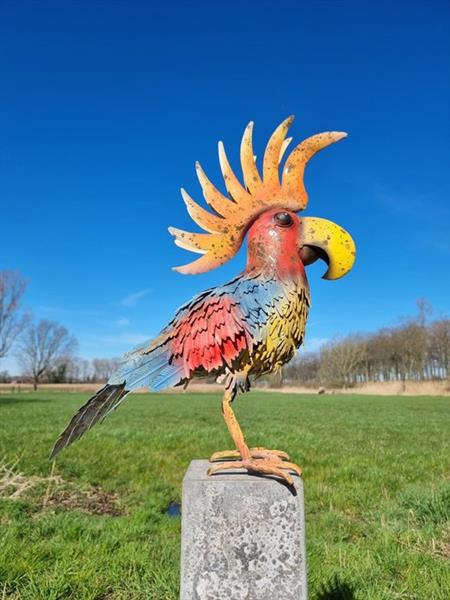 Grote foto beeldje xl cockatoo ijzer gegoten gesmeed antiek en kunst curiosa en brocante