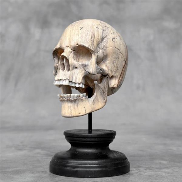 Grote foto snijwerk no reserve price stunning wooden human skull with a beautiful grain 15 cm tamarindu antiek en kunst curiosa en brocante