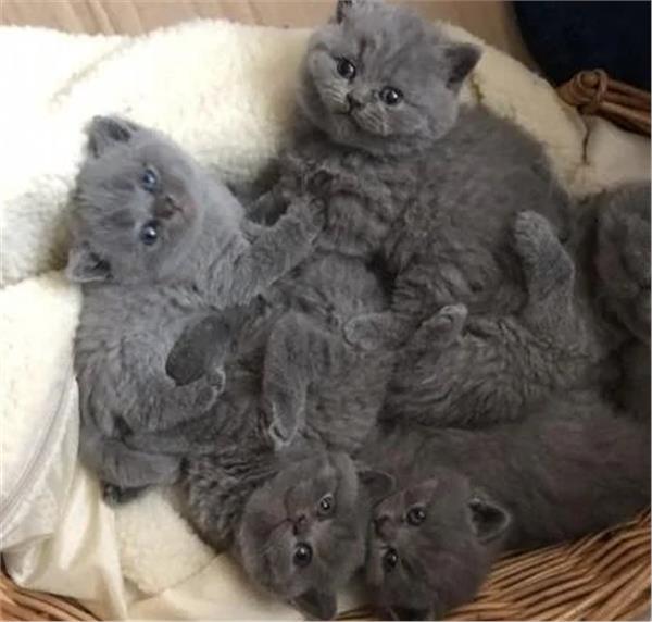 Grote foto lieve greyjs britse korthaar kittens dieren en toebehoren raskatten korthaar