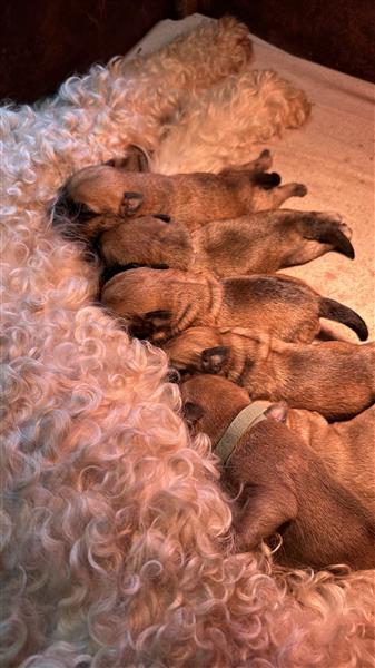 Grote foto te koop irish soft coated wheaten terri r pups dieren en toebehoren jack russells en terri rs