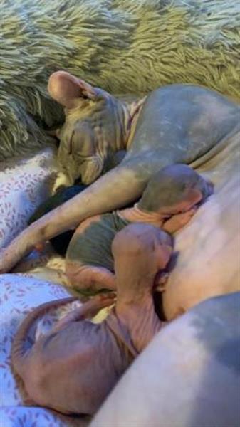 Grote foto verkoop sphynx kittens dieren en toebehoren overige katten