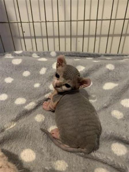 Grote foto verkoop sphynx kittens dieren en toebehoren overige katten