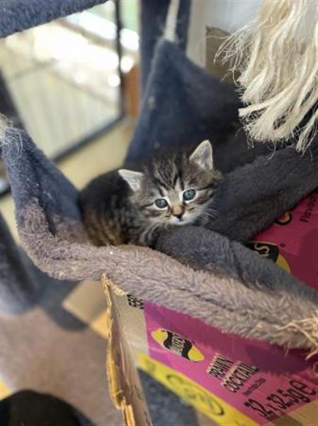 Grote foto prachtige mannelijke kaneel bsh kruising kitten dieren en toebehoren raskatten korthaar