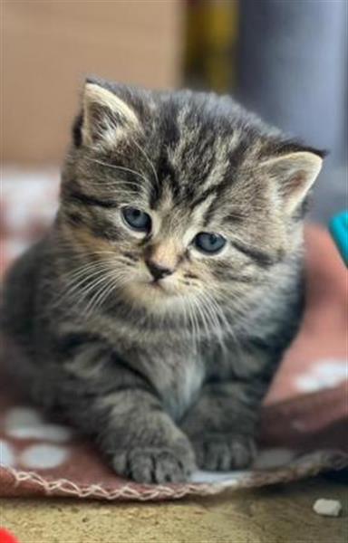 Grote foto prachtige mannelijke kaneel bsh kruising kitten dieren en toebehoren raskatten korthaar
