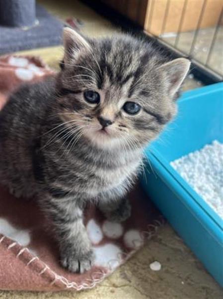 Grote foto prachtige mannelijke kaneel bsh kruising kitten dieren en toebehoren raskatten korthaar