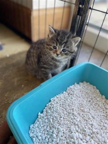 Grote foto prachtige mannelijke kaneel bsh kruising kitten dieren en toebehoren raskatten korthaar