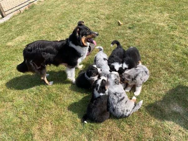 Grote foto australische herder pups dieren en toebehoren herdershonden en veedrijvers