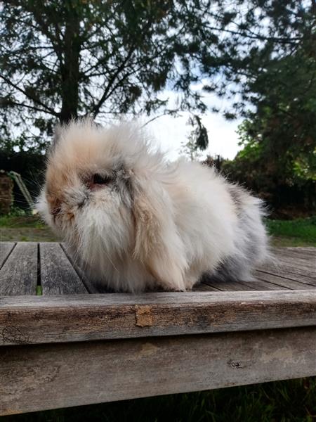 Grote foto volwassen mannetje teddy widder dieren en toebehoren konijnen