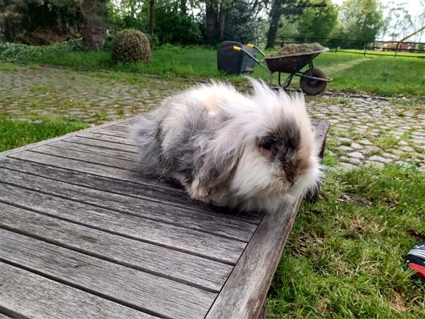 Grote foto volwassen mannetje teddy widder dieren en toebehoren konijnen