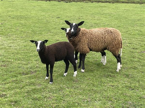 Grote foto zwartbles ooien en lammeren dieren en toebehoren schapen geiten en varkens