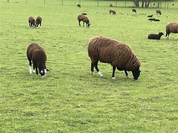 Grote foto zwartbles ooien en lammeren dieren en toebehoren schapen geiten en varkens