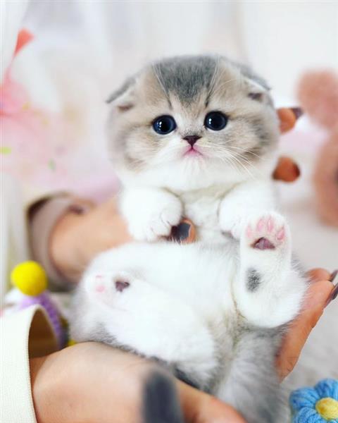 Grote foto munchkin kittens te koop. dieren en toebehoren raskatten korthaar
