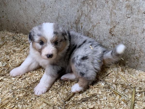 Grote foto australische herder pups tricolor blue merle dieren en toebehoren herdershonden en veedrijvers