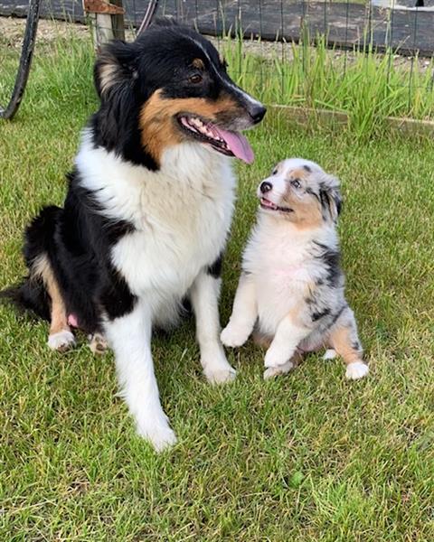 Grote foto australische herder pups tricolor blue merle dieren en toebehoren herdershonden en veedrijvers