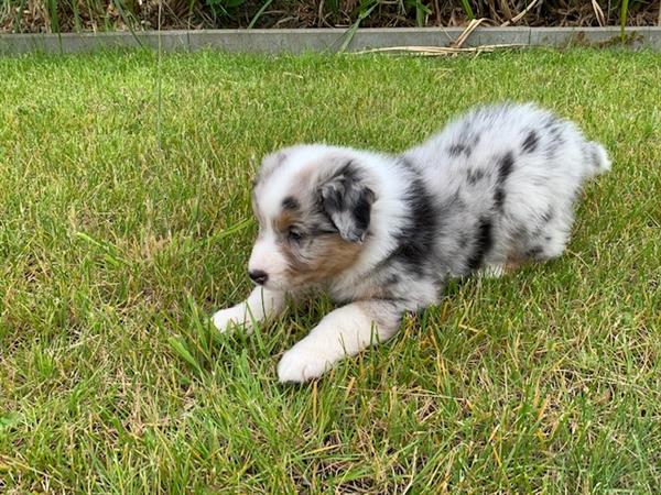 Grote foto australische herder pups tricolor blue merle dieren en toebehoren herdershonden en veedrijvers
