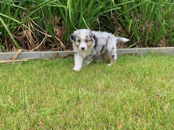 Grote foto australische herder pups tricolor blue merle dieren en toebehoren herdershonden en veedrijvers