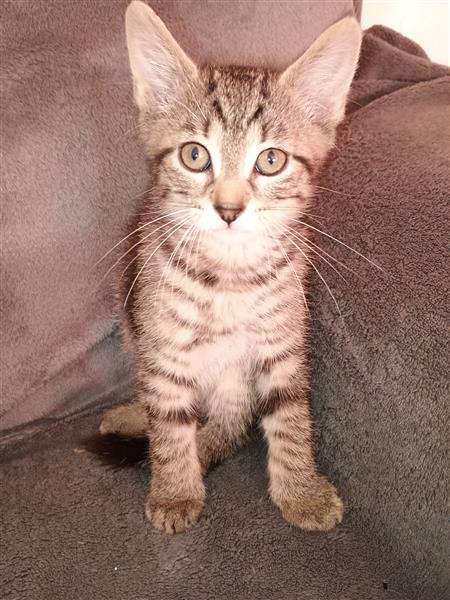 Grote foto kitten te koop dieren en toebehoren poezen