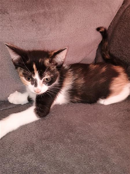 Grote foto kitten te koop dieren en toebehoren poezen