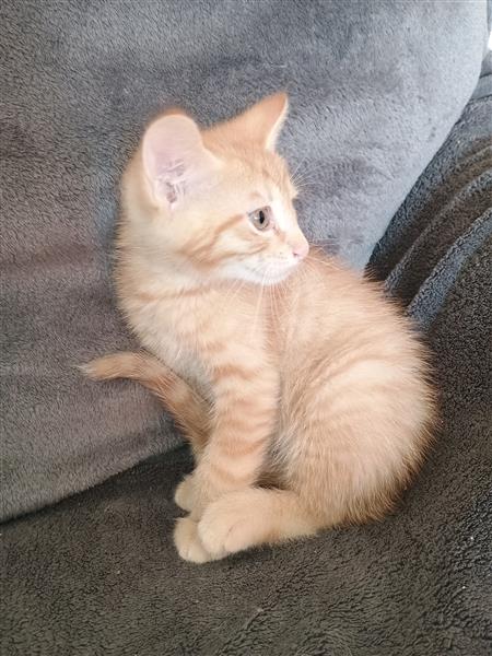 Grote foto kitten te koop dieren en toebehoren poezen