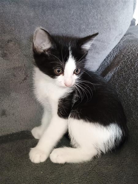 Grote foto kitten te koop dieren en toebehoren poezen