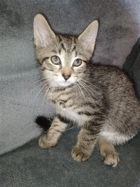 Grote foto kitten te koop dieren en toebehoren poezen