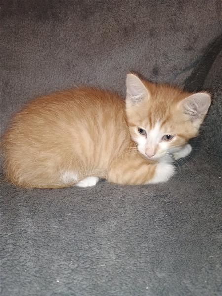 Grote foto kitten te koop dieren en toebehoren poezen