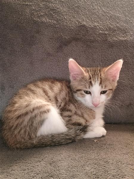 Grote foto kitten te koop dieren en toebehoren poezen
