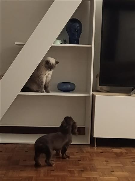 Grote foto hond te koop dieren en toebehoren teckels en dashonden
