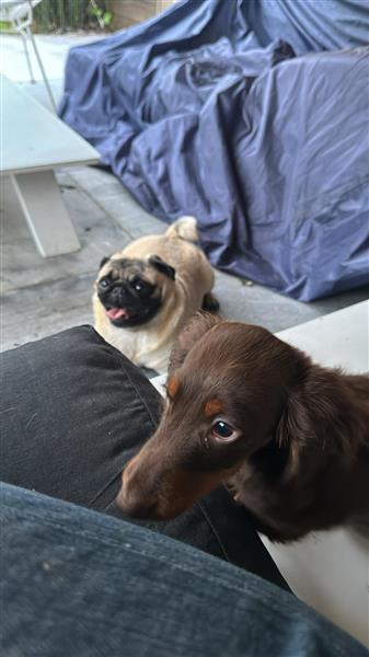 Grote foto hond te koop dieren en toebehoren teckels en dashonden
