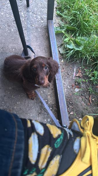 Grote foto hond te koop dieren en toebehoren teckels en dashonden
