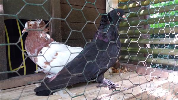 Grote foto hongaarse reuzen duiven dieren en toebehoren duiven