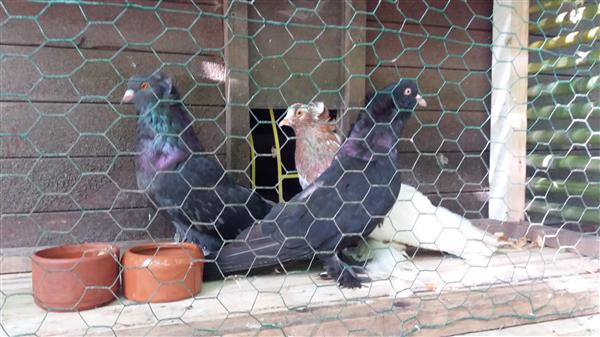 Grote foto hongaarse reuzen duiven dieren en toebehoren duiven