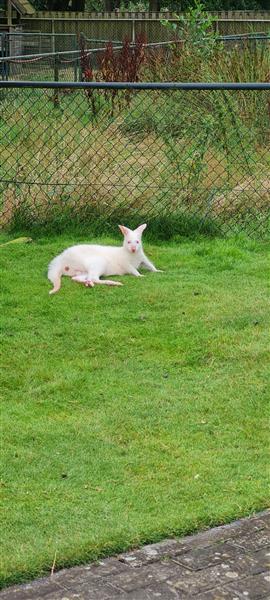 Grote foto kangoeroe walibi dieren en toebehoren overige dieren