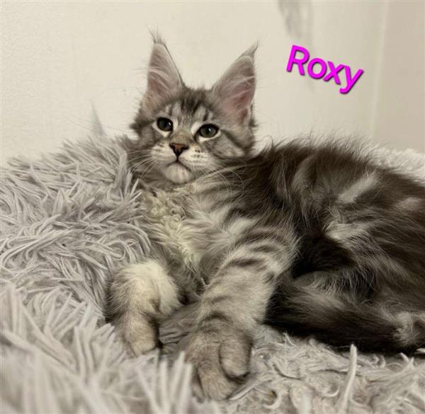 Grote foto mooie maine coon kittens zonder stamboom dieren en toebehoren raskatten korthaar