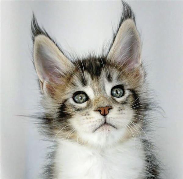 Grote foto mooie maine coon kittens zonder stamboom dieren en toebehoren raskatten korthaar