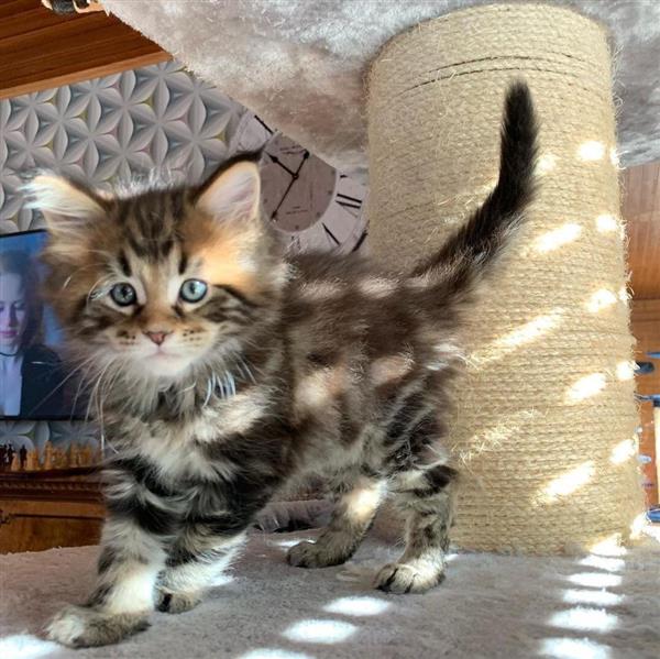 Grote foto mooie maine coon kittens zonder stamboom dieren en toebehoren raskatten korthaar