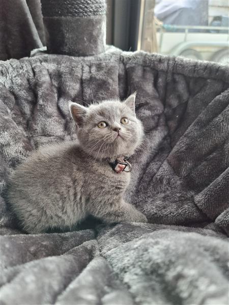 Grote foto britse korthaar kitten dieren en toebehoren raskatten korthaar