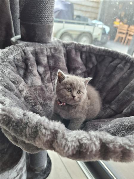 Grote foto britse korthaar kitten dieren en toebehoren raskatten korthaar