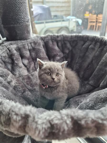 Grote foto britse korthaar kitten dieren en toebehoren raskatten korthaar