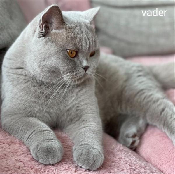 Grote foto britse korthaar kitten dieren en toebehoren raskatten korthaar