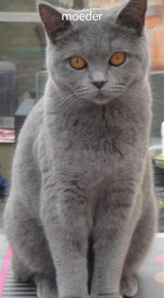 Grote foto britse korthaar kitten dieren en toebehoren raskatten korthaar