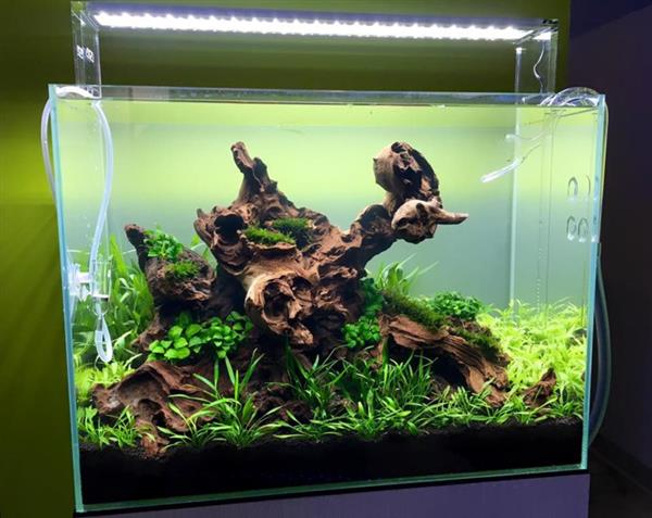 Grote foto coral wood 30 40cm aquarium decoratie hout dieren en toebehoren vissenkommen