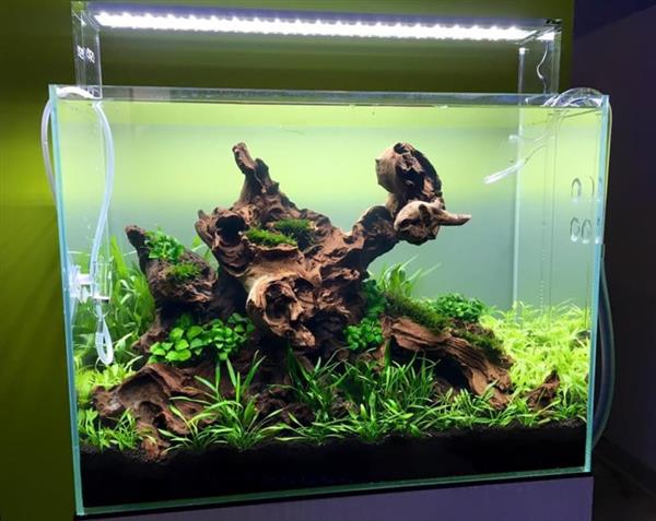Grote foto coral wood 40 55cm aquarium decoratie hout dieren en toebehoren vissenkommen